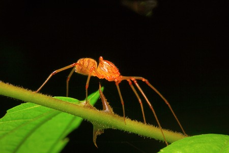 Spitting spider, Aarey Milk Colony , INDIA