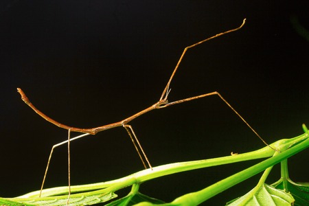 Stick mantis, Aarey Milk Colony ,INDIAの写真素材