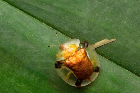 Tortoise-shell beetle, Aarey Milk Colony , INDIA