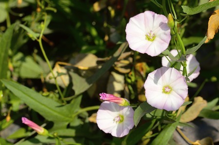 Morning glory , Convolvulus arvensis flowers near Pune