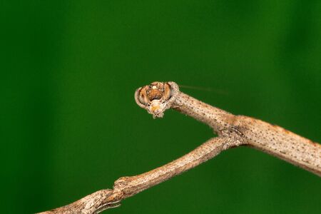 Stick mantis, Bhoramdeo Wildlife Sanctuary