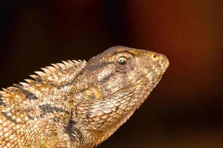Garden lizard, Calotes versicolor, Chitrakoot, Chhattishargの写真素材