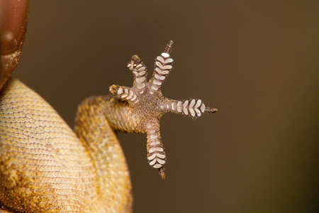 Leaf toed gecko, Hemidactylus parvimaculatus, Udanti Tiger Reserve, Chhattisgarhの写真素材