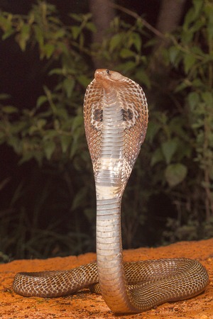 Spectacled cobra, Naja naja, Bangalore, Karnatakaの写真素材