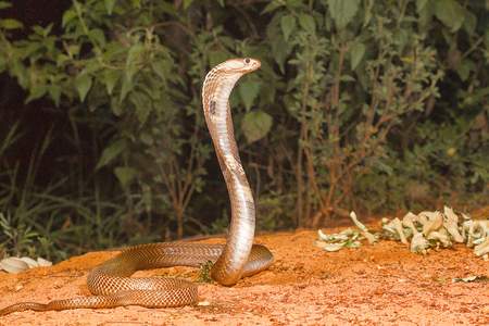 Spectacled cobra, Naja naja, Bangalore, Karnatakaの写真素材