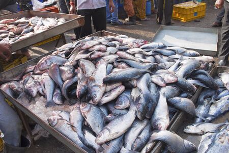 Fresh fish on sale in market, Pune, Maharashtraの写真素材