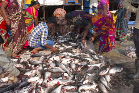 PUNE, MAHARASHTRA, INDIA, October 2016 People checking fresh fish in marketのeditorial素材