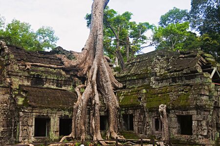 Ta Prohm, Angkor, Cambodia. Jungle temple with massive trees growing out of its walls.の写真素材