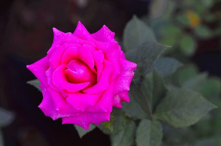 Pink tea Rose flower near Pune, Maharashtra, Indiaの写真素材