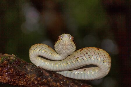 Malabar Pit Viper Trimeresurus malabaricus - ventral view, Chorla Ghat, Maharashtra, India