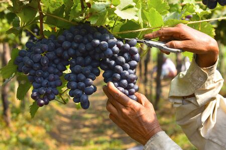 Grape harvesting near Sangli Maharashtra state of India