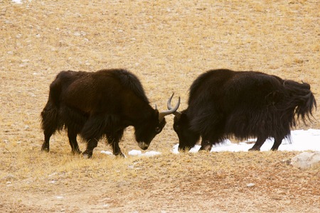 The domestic yak, Bos grunniens, is a long-haired domesticated bovid found throughout the Himalayan region of the Indian subcontinent, the Tibetan Plateau and as far north as Mongolia and Russia. It is descended from the wild yak, Bos mutusの写真素材