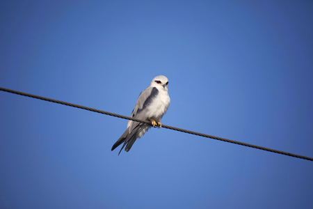 Black shouldered Kite, Elanus axillaris, Little Rann of Kutch, Gujarat, Indiaの写真素材