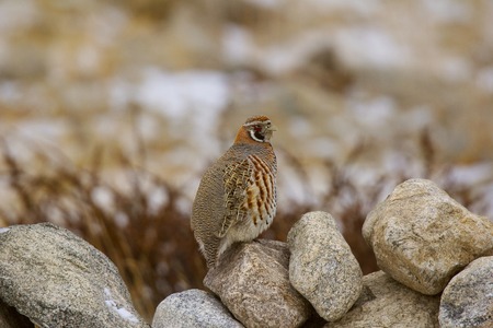 Tibetan Partridge, Perdix hodgsoniae, Hanle, Jammu and Kashmir India