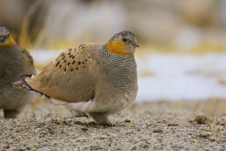 Tibetan Sandgrouse, Syrrhaptes tibetanus, Hanle, Jammu and Kashmir Indiaの写真素材