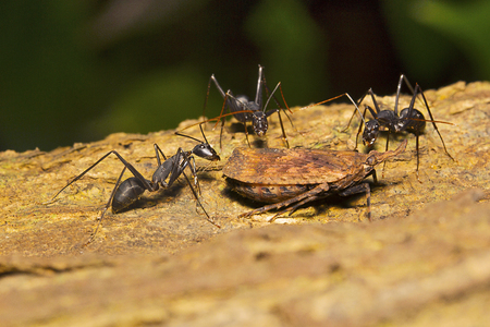 Ant and plant hopper, Aarey milk colony Mumbai , Indiaの写真素材