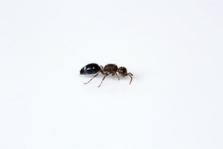 Close-up of ant in a studio Bangalore Indiaの写真素材