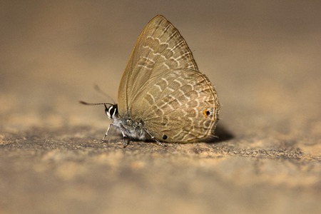 Butterfly, Lycaenidae, Jampue hills Tripura state of Indiaの写真素材