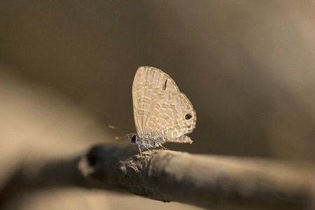 Close-up of Butterfly, Lycaenidae, Near Gurjee Tripura state of Indiaの写真素材