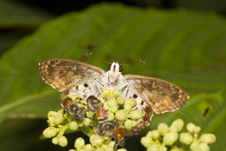 Close-up of Golden Angle, Caprono sp, Hesperiidae, Aarey milk colony of Mumbai Indiaの写真素材