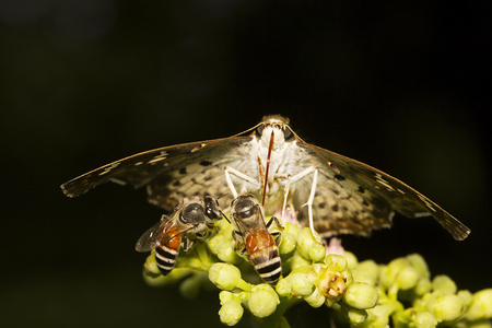 Close-up of Golden Angle, Caprono sp, Hesperiidae, Aarey milk colony of Mumbai Indiaの写真素材