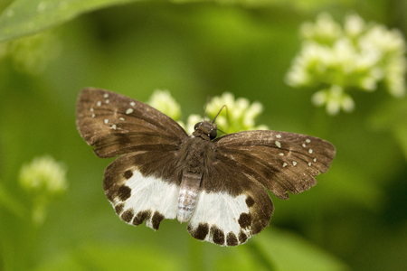 Water snow flat, Tagiades sp, Hesperiidae, Manu,Tripura state of Indiaの写真素材