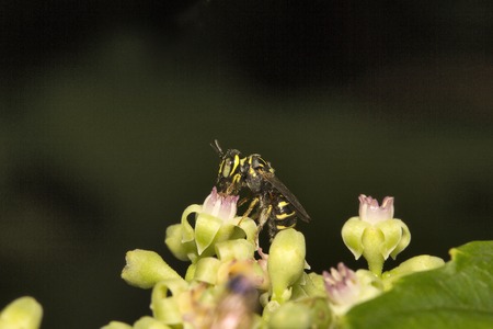 Bee, Aarey milk colony of Mumbai, India