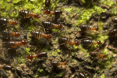 Ant, Trishna of Tripura state of India