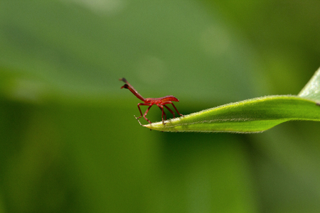 Bug, Aarey milk colony of Mumbai , Indiaの写真素材