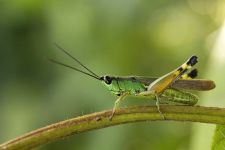 Grasshopper, Jampue hills, Tripura state of Indiaの写真素材