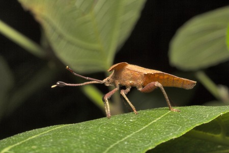 Leaf footed bugs, Dalader sp, Coreidae, Aarey milk colony Mumbaiの写真素材