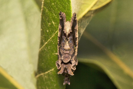 Moth, Jampue hills, Tripura , Indiaの写真素材