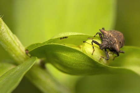 Stink bug, Pentatomidaey, Aarey milk colony Mumbai , Indiaの写真素材