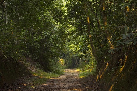 Habitat of Trishna wildlife sanctuary, Trishna from Tripura India