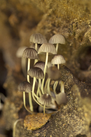 Close view of Mushroom, Trishna, Tripura state of Indiaの写真素材