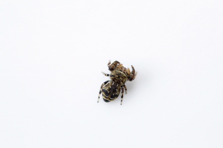 Jumping spider, Salticidae indoor studio shot, Bangalore  Indiaの写真素材