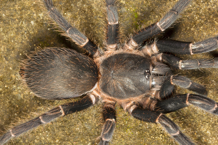 Tarantula, Chilobrachys sp, Theraphosidae Gumti Tripura  Indiaの写真素材