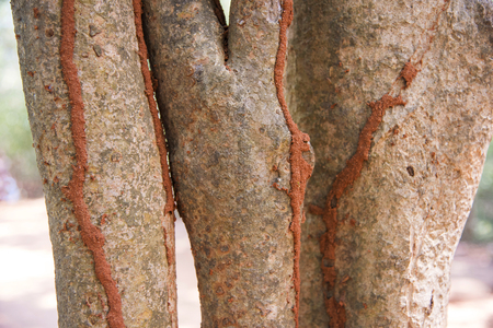 Close-up of termite tracks on tree trunk, Pondicherry, Indiaの写真素材