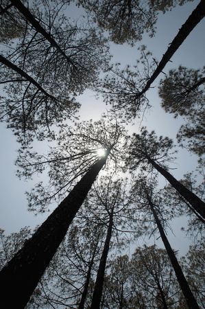Deodar Tree. Cedrus deodara, deodar cedar, Himalayan cedar, or deodar. Almora district Uttarakhand...