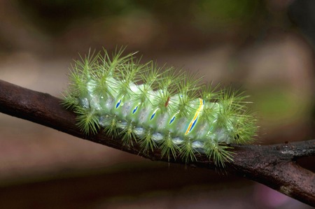 Slug moth caterpillar, Indonesia. Limacodidae or Euclidae are a family of moths in superfamily Zygaenoidea or Cossoidea. They are called slug moths because their caterpillars bear resemblance to slugsの写真素材