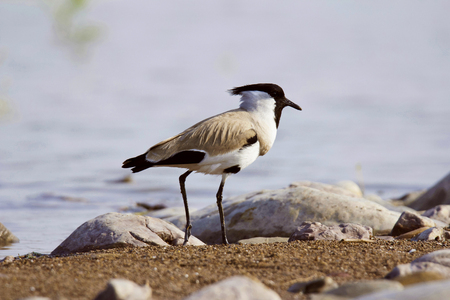 River lapwing, Vanellus duvaucelii, Chambal river, Rajasthan state of Indiaの写真素材