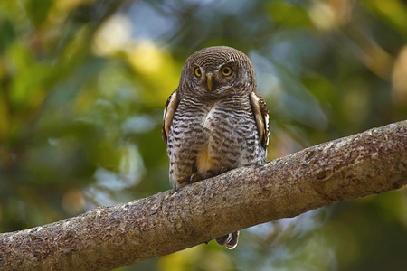 Jungle owlet or Glaucidium radiatum, Corbett Tiger Reserve, Uttarakhand, Indiaの写真素材