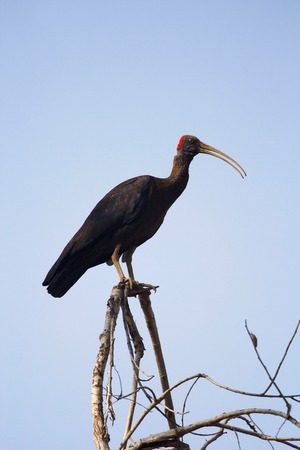 Red-naped ibis or Pseudibis papillosa, Bandhavgarh Tiger Reserve, Madhya Pradesh, India