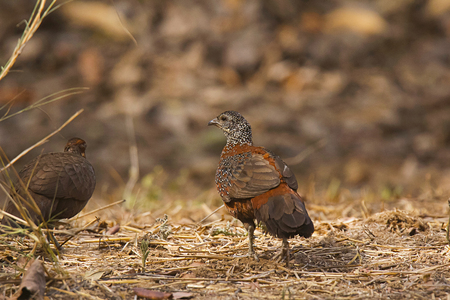 Painted spurfowl or Galloperdix lunulata, Ranthambhore Tiger Reserve, Rajasthan, Indiaの写真素材
