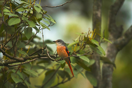 Rosy minivet or Pericrocotus roseus, Sattal, Uttarakhand state of Indiaの写真素材