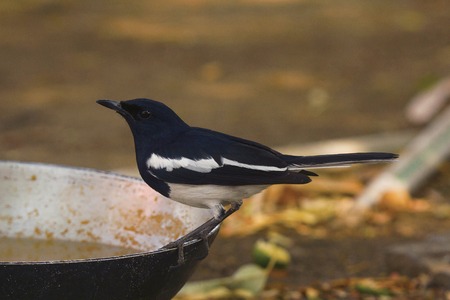 Magpie Robin, Copsychus saularis, Tipeshwar Wildlife Sanctuary, Maharashtra Indiaの写真素材
