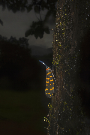 Lantern Fly, Pyrops sp, Sharavathi Wildlife Sanctuary from Karnataka, India