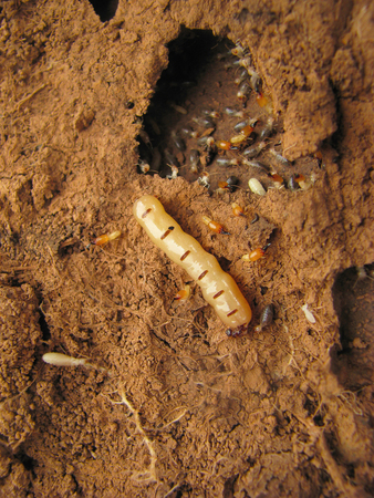 Queen Termite at the entrance of her nest, Pune, Maharashtra, India
