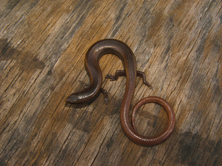 Spotted Supple Skink, Lygosoma albopunctata from Phaltan, Maharashtra, India