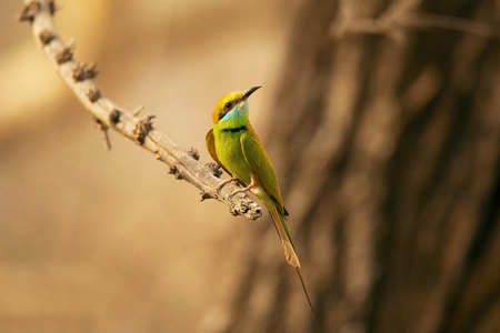 Green bee-eater, Merops orientalis, Jhalana, Rajasthan state of Indiaの写真素材